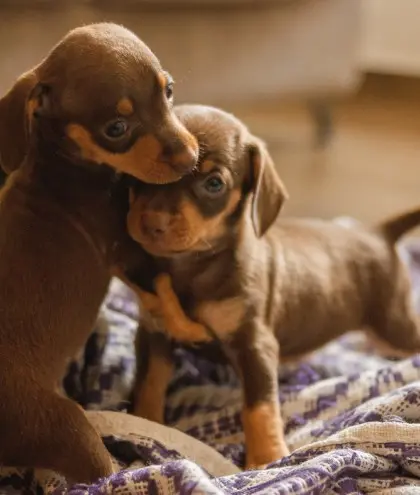 Pet Policies For Renters